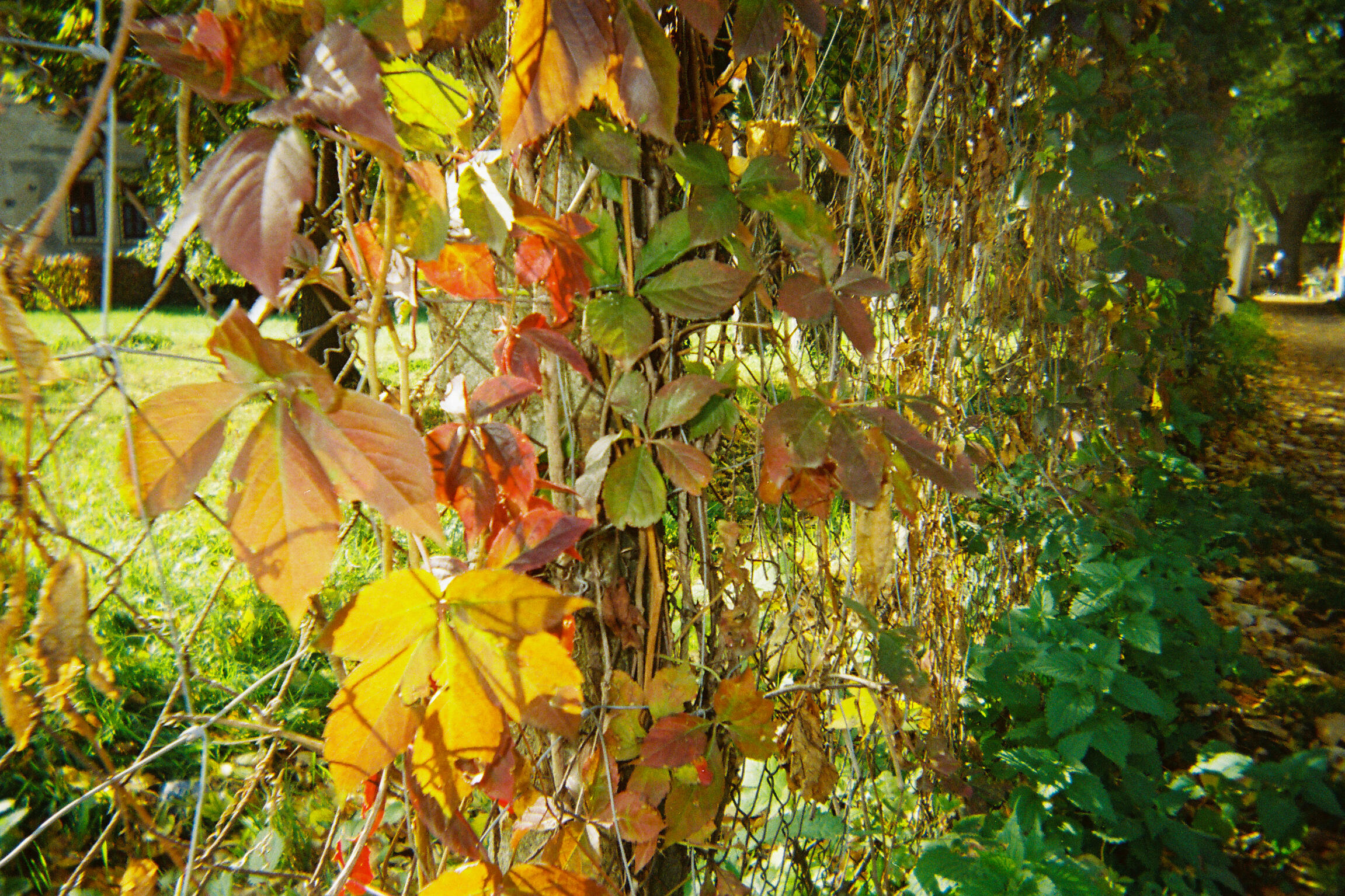 Senescence